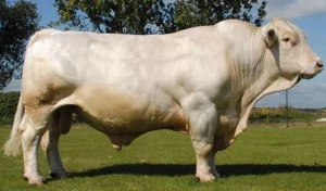 Simon Charolais1