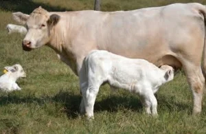 Simon Charolais2