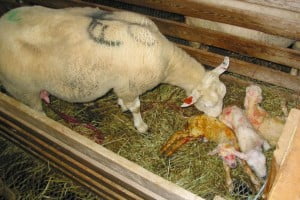 Søye med tre nyfødte lam