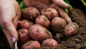 Ny poteter rett fra jorden i hendene til et menneske